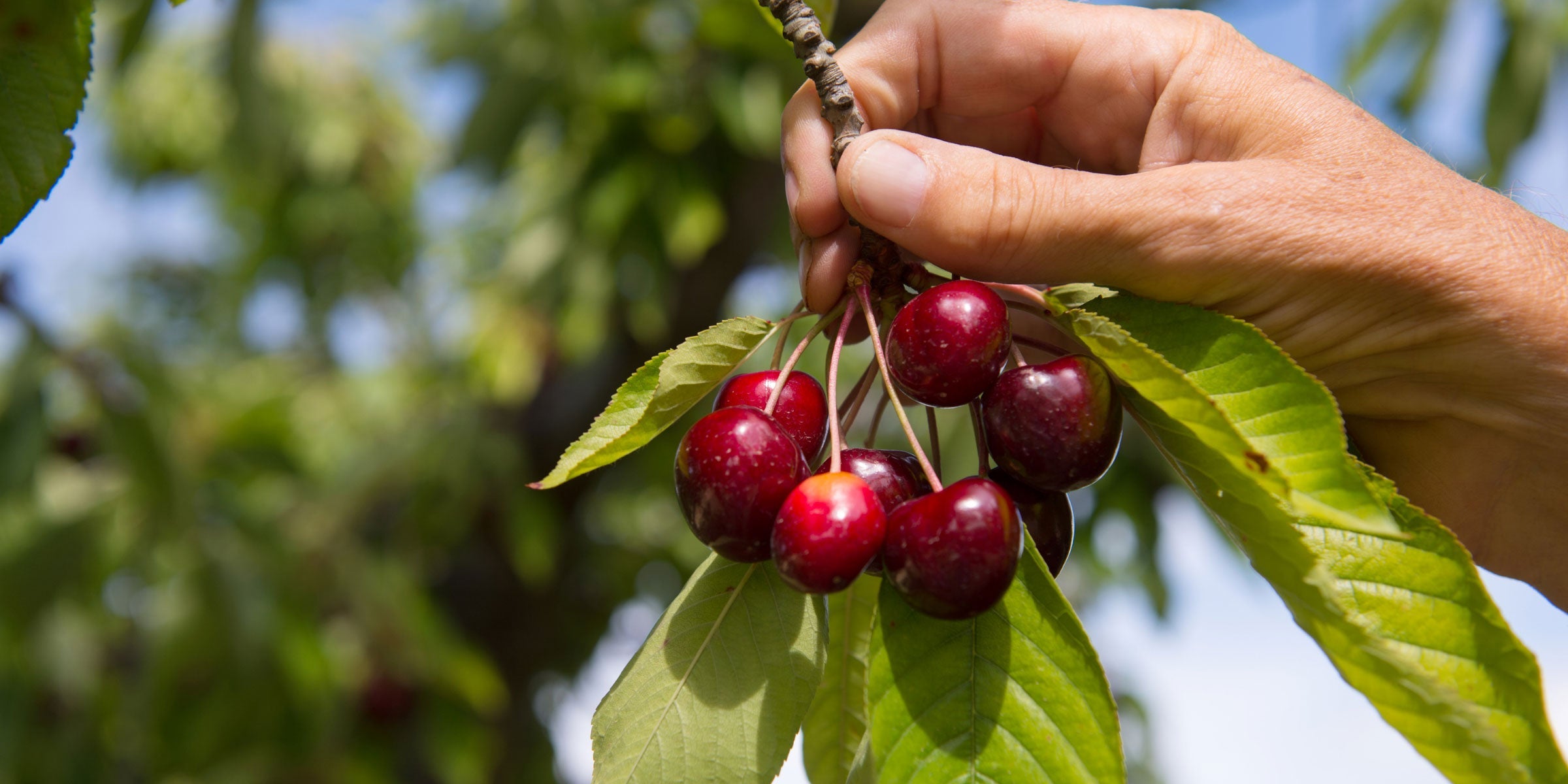 Fruit Wines