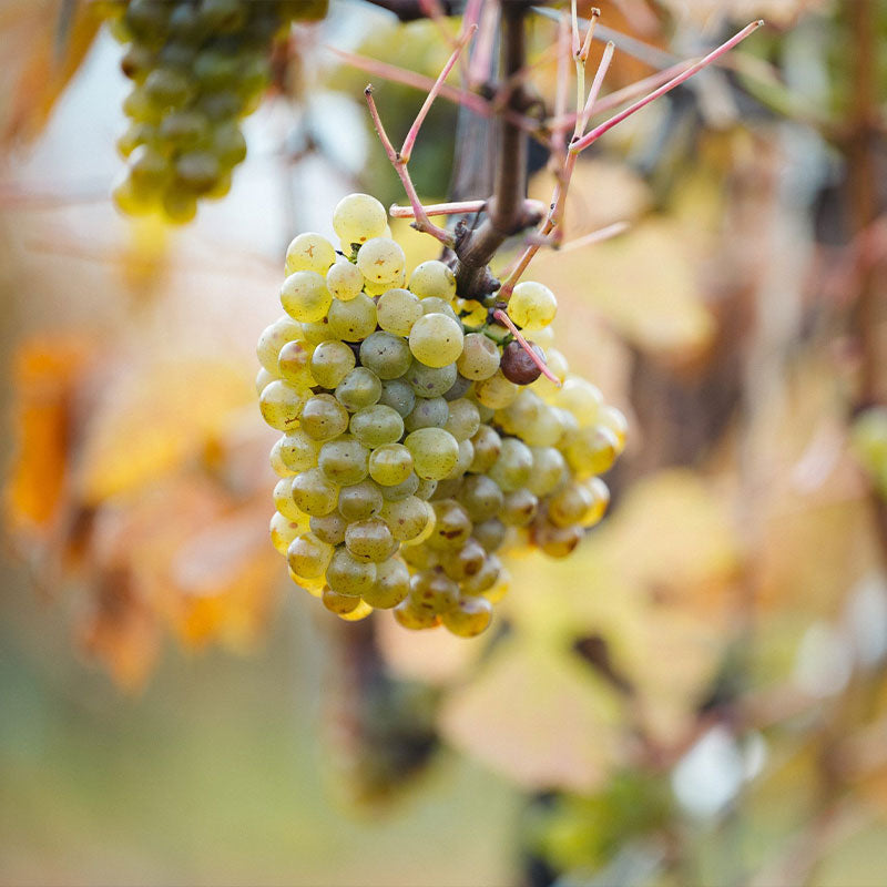 The Art of Riesling Tour and Tasting